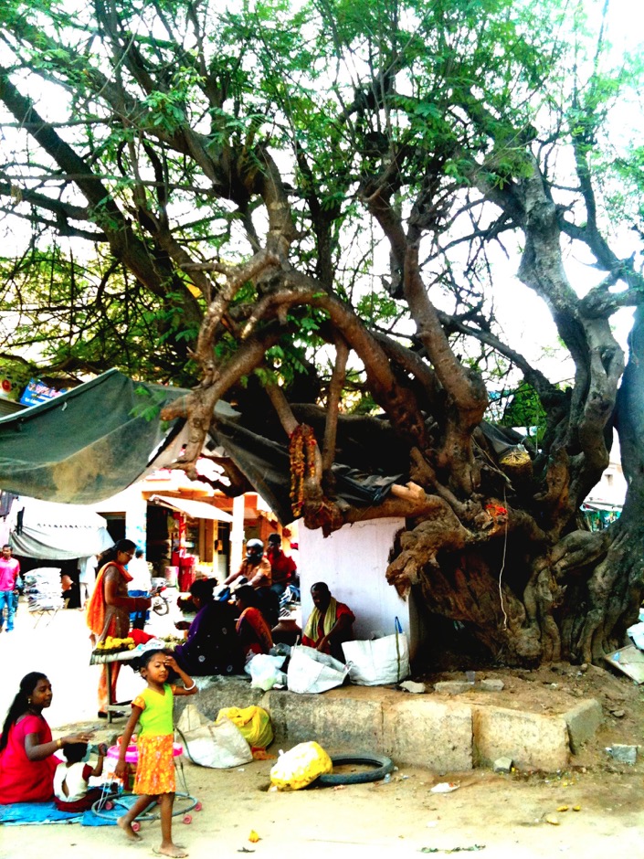 Life Under a Tree. Bangalore 2010