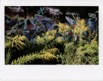 Flowers and Spray (Instax)